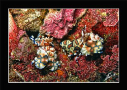 HDR: Harlequin (shrimp) in Dynamic Range... by Adriano Trapani 